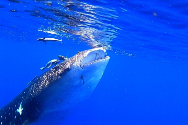 zelee cruises_baleine